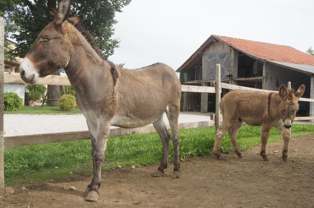 Agriturismo Richeton Gaiarine Kültér fotó