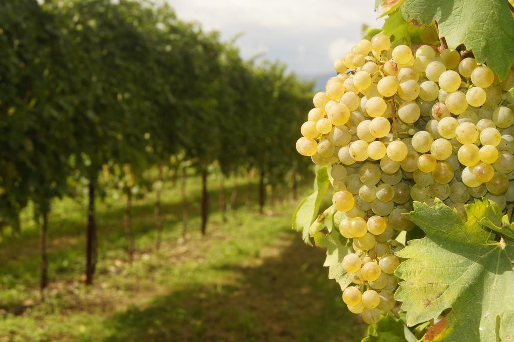 Agriturismo Richeton Gaiarine Kültér fotó